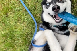 Siberian Husky Siberian Husky