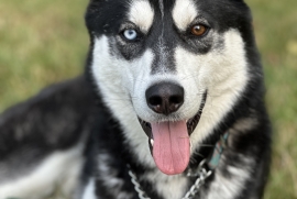Siberian Husky