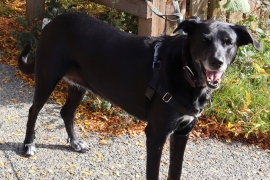 Black Labrador Retriever Black Labrador Retriever