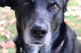 Black Labrador Retriever