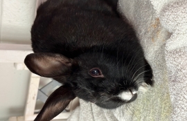 Bunny Rabbit Bunny Rabbit