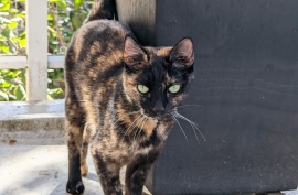 Tortoiseshell Tortoiseshell