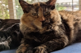 Domestic Medium Hair