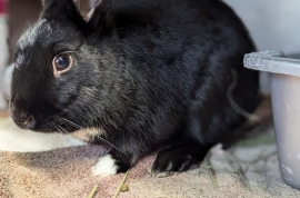 Bunny Rabbit Bunny Rabbit