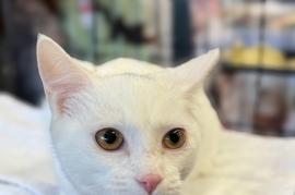 Domestic Short Hair Domestic Short Hair