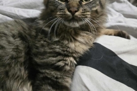 Domestic Medium Hair