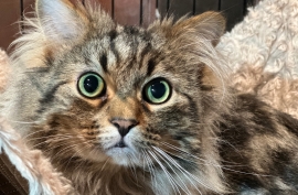 Domestic Medium Hair