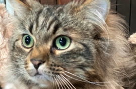 Domestic Medium Hair Domestic Medium Hair