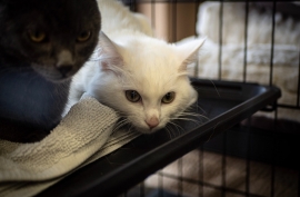 Domestic Medium Hair