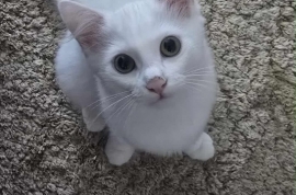 Domestic Medium Hair