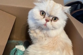 Scottish Fold Scottish Fold