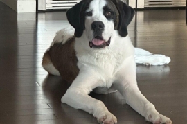 Saint Bernard