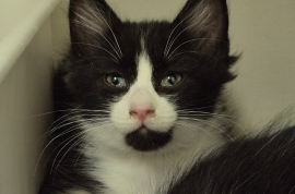 Domestic Medium Hair