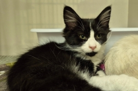 Domestic Medium Hair