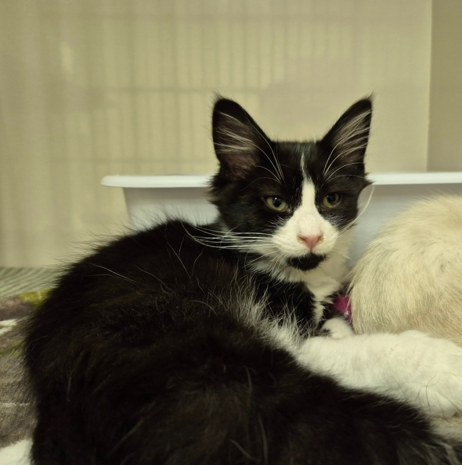 Domestic Medium Hair