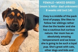 Black Labrador Retriever