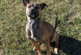 Belgian Shepherd / Malinois