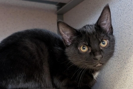 Domestic Medium Hair