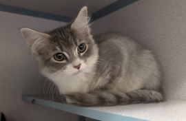 Domestic Medium Hair