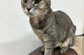 Domestic Short Hair Domestic Short Hair