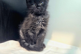 Domestic Medium Hair