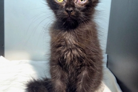 Domestic Medium Hair