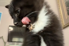 Domestic Short Hair Domestic Short Hair