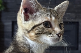 Domestic Short Hair Domestic Short Hair