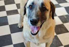 Australian Shepherd Australian Shepherd