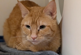 Domestic Short Hair Domestic Short Hair