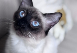 Siamese
