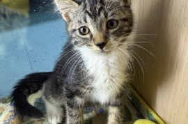 Domestic Short Hair Domestic Short Hair