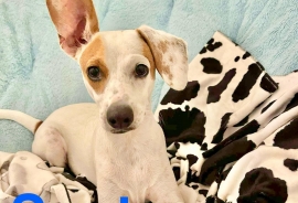 Jack Russell Terrier