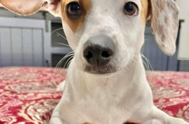 Jack Russell Terrier Jack Russell Terrier