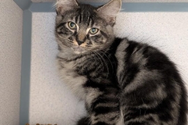 Domestic Medium Hair