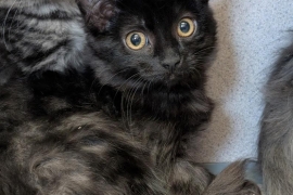 Domestic Medium Hair