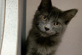 Domestic Medium Hair