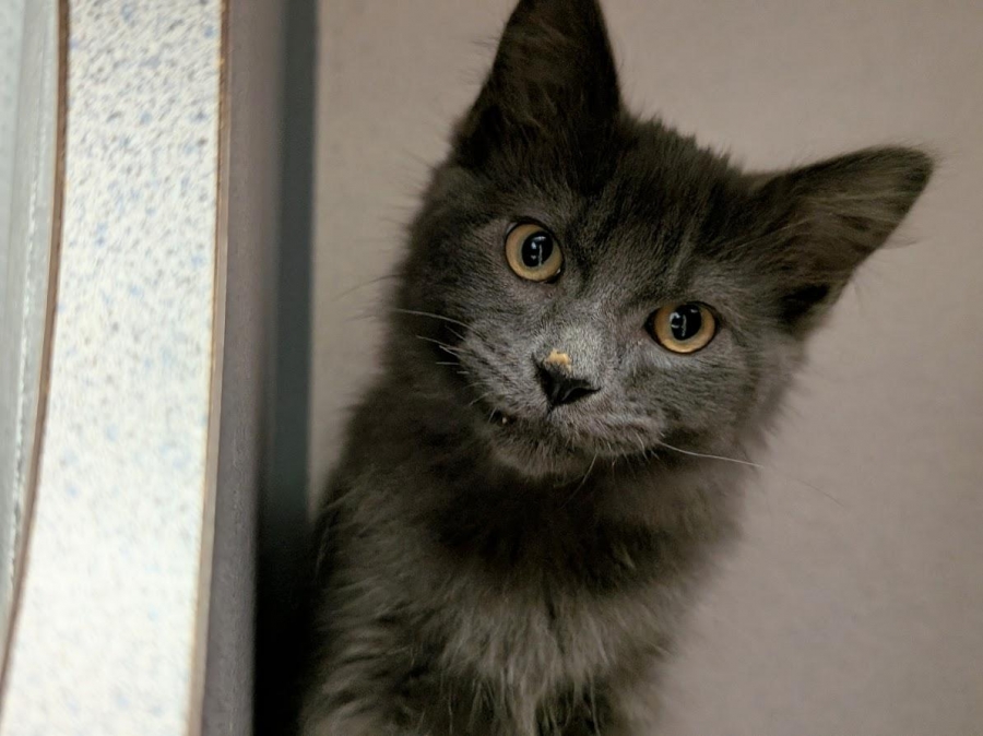 Domestic Medium Hair