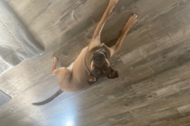 Staffordshire Bull Terrier