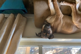 Staffordshire Bull Terrier