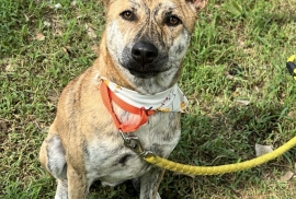 Mountain Dog Mountain Dog