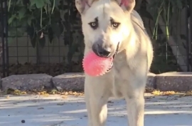 Siberian Husky Siberian Husky