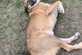 Caucasian Sheepdog / Caucasian Ovtcharka