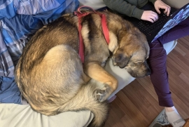 Caucasian Sheepdog / Caucasian Ovtcharka Caucasian Sheepdog / Caucasian Ovtcharka