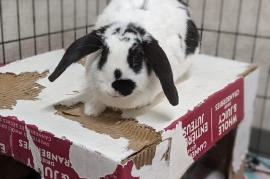 English Lop English Lop