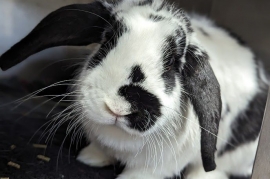 English Lop