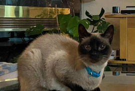 Siamese