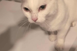 American Shorthair American Shorthair