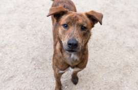 Labrador Retriever Labrador Retriever