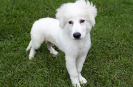 Great Pyrenees Great Pyrenees
